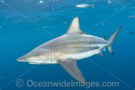 Blacktip Shark Florida photo