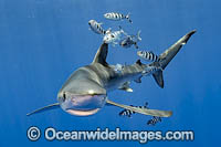 Blue Shark Photo - Michael Patrick O'Neill