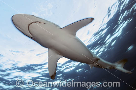 Silky Shark Florida photo