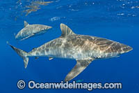 Silky Shark Florida Photo - Michael Patrick O'Neill