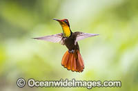 Ruby Topaz Hummingbird Photo - Michael Patrick O'Neill