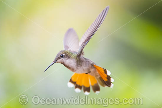 Ruby Topaz Hummingbird photo