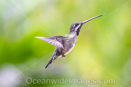 Long-billed Starthroat Hummingbird photo