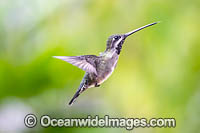 Long-billed Starthroat Hummingbird Photo - Michael Patrick O'Neill