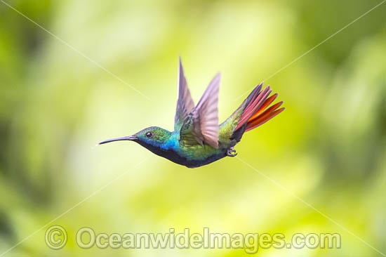 Black-throated Mango Hummingbird photo