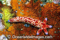 Linckia Sea Star regenerating arm Photo - Gary Bell