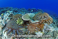 Crown-of-thorns Starfish feeding on Coral Photo - Gary Bell