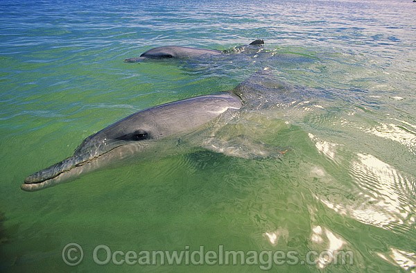 Dolphin mother and calf photo