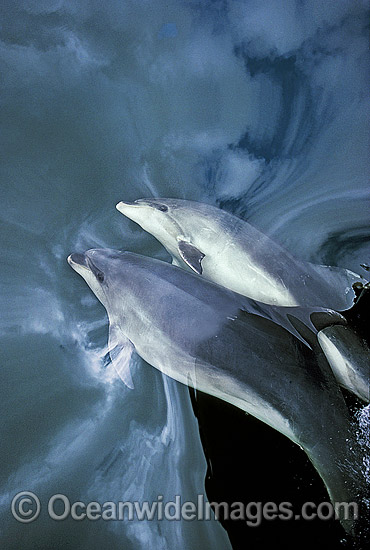 Bottlenose Dolphins on surface photo