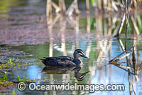 Pacific Black Duck Photo - Gary Bell