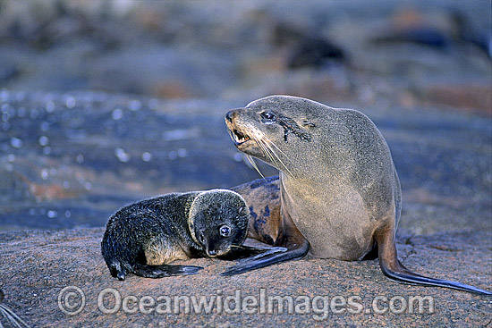 New Zealand Fur Seal mother pup photo