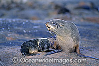 New Zealand Fur Seal mother pup Photo - Gary Bell