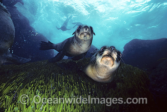 Australian Fur Seal pups photo