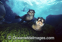 Australian Fur Seal pups Photo - Gary Bell