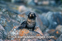 New Zealand Fur Seal pup Photo - Gary Bell