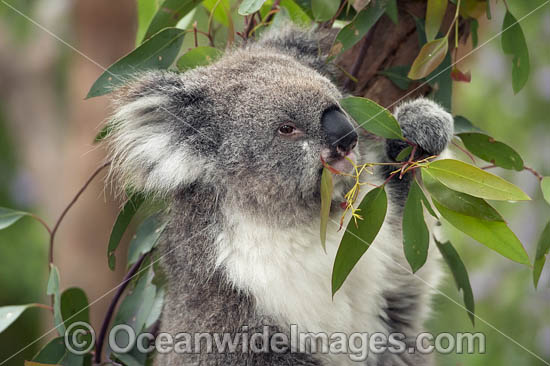 Koala eating gum leaves photo