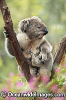 Koala in tree Photo - Gary Bell