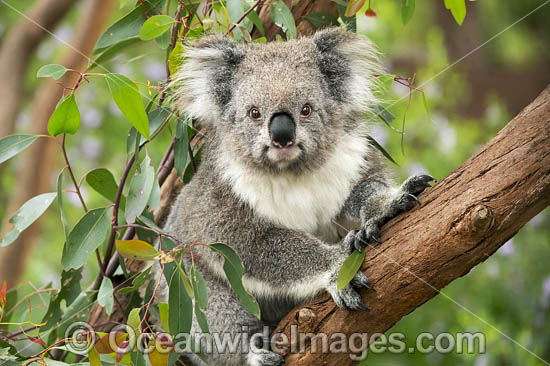 Koala in eucalypt tree photo