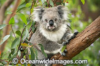 Koala in eucalypt tree Photo - Gary Bell
