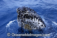 Humpback Whale tubercles Photo - Gary Bell
