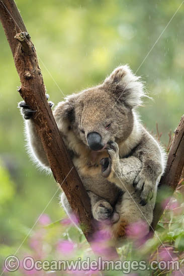 Koala in gum tree photo