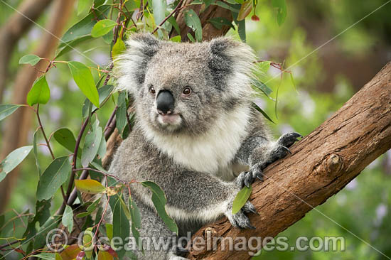 Koala in gum tree photo