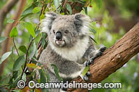 Koala in gum tree Photo - Gary Bell