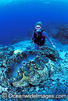 Scuba Diver with Giant Clam Photo - Gary Bell