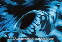 Giant Clam siphon detail Photo - Gary Bell