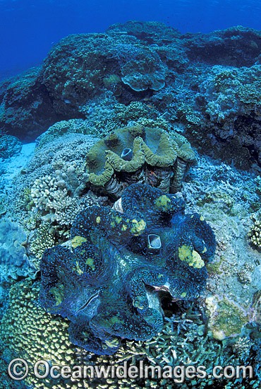 Giant Clams Great Barrier Reef photo