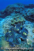 Giant Clams Great Barrier Reef Photo - Gary Bell