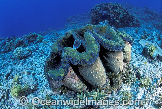 Giant Clam Tridacna gigas Great Barrier Reef photo