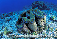 Giant Clam Tridacna gigas Great Barrier Reef Photo - Gary Bell