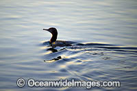 Little Black Cormorant Photo - Gary Bell