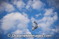 Silver Gull in flight Photo - Gary Bell