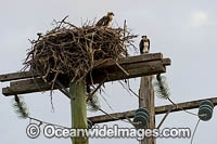 Osprey in nest on power pole Photo - Gary Bell
