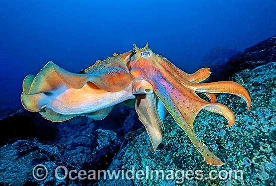Cuttlefish Pictures