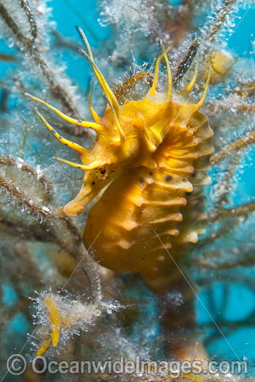 Southern Pot-belly Seahorse photo