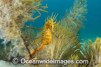 Southern Pot-belly Seahorse Photo - Gary Bell