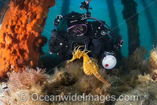 Diver photographing Pot-belly Seahorse photo