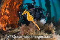 Diver photographing Pot-belly Seahorse Photo - Gary Bell