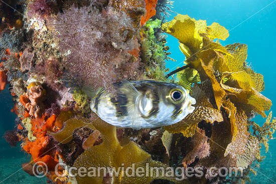 Porcupinefish photo