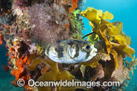 Porcupinefish Photo - Gary Bell