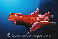 Spanish Dancer Nudibranch Photo - Gary Bell