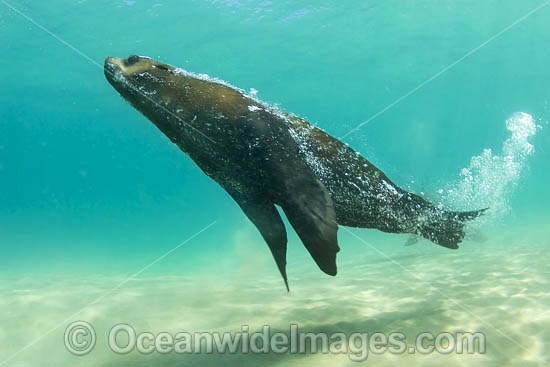 Australian Fur Seals photo