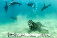 Australian Fur Seals Photo - Gary Bell