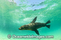 Australian Fur Seal Photo - Gary Bell