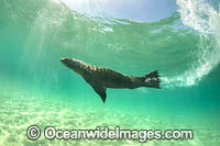 Australian Fur Seals Chinaman Hat Photo - Gary Bell