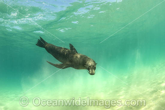 Australian Fur Seals Chinaman Hat photo