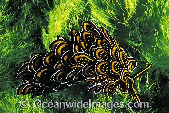 http://www.oceanwideimages.com/images/2511/large/24M1622-09-many-petalled-nudibranch.jpg